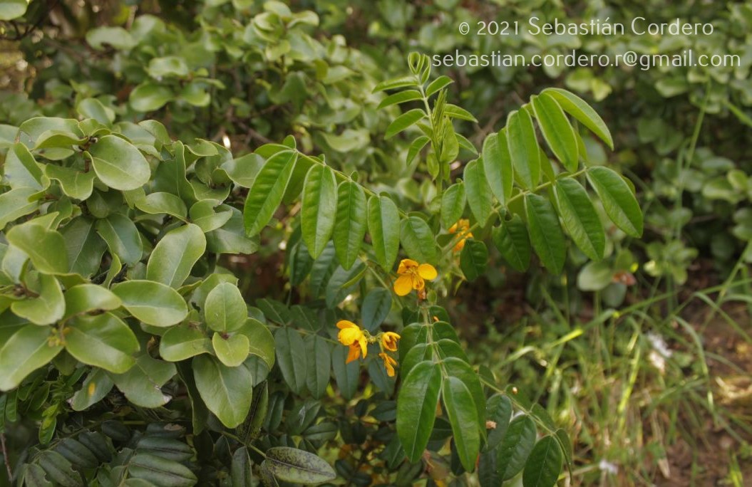Instituto de Botánica Darwinion